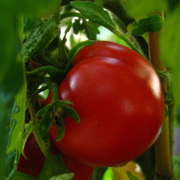 Manitoba Tomato Seeds