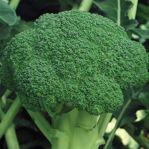 Marathon Broccoli Seed