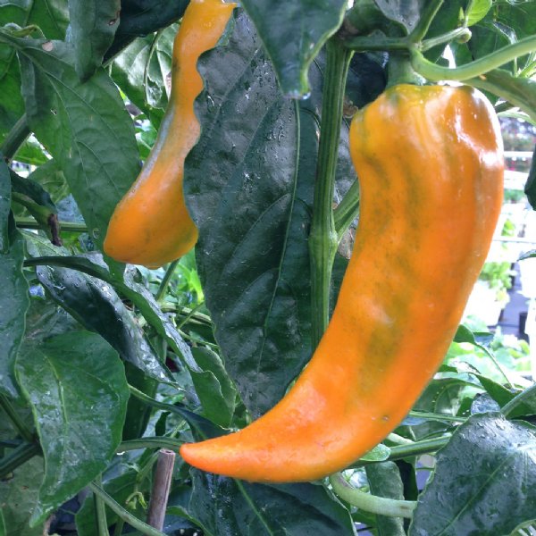 Marconi Golden Pepper Seed