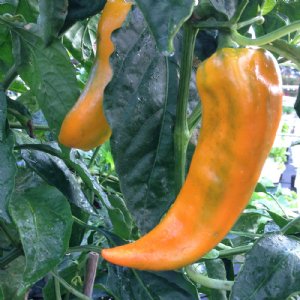 Marconi Golden Pepper Seed