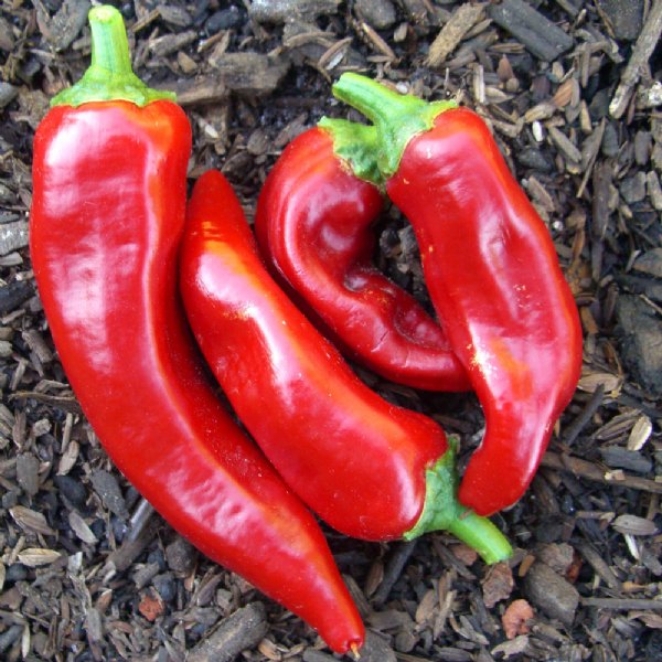 Marconi Red Pepper Seed