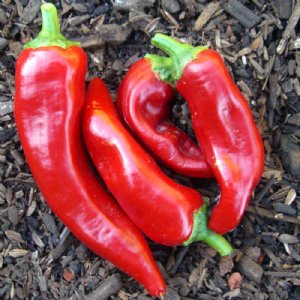 Marconi Red Pepper Seed