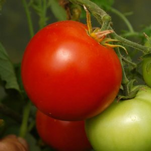 Marglobe Supreme Tomato Seeds