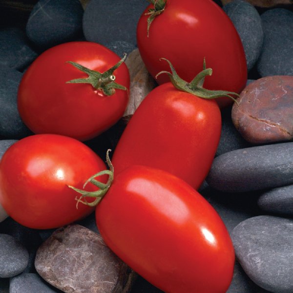 Marianna Tomato Seeds