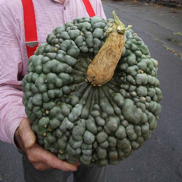 Marina de Chioggia Squash Seed