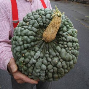 Marina de Chioggia Squash Seed