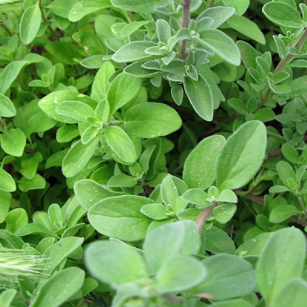 Marjoram Sweet Seed