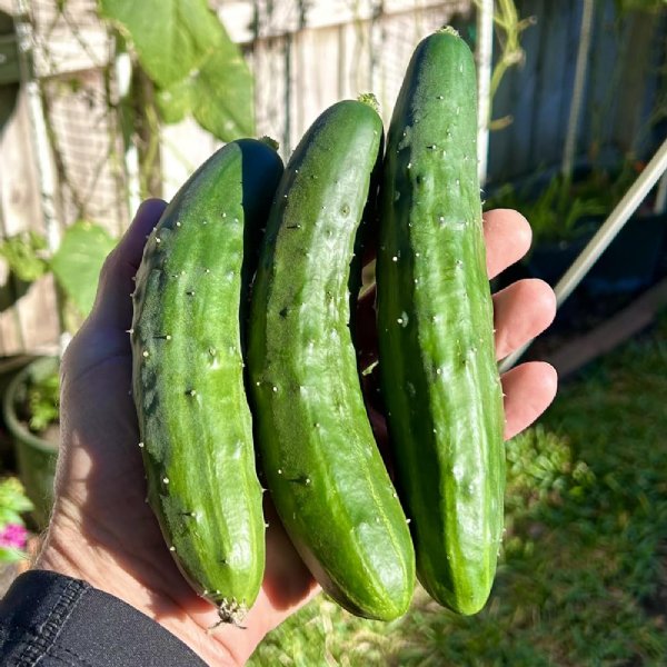 Marketmore 76 Cucumber Seed