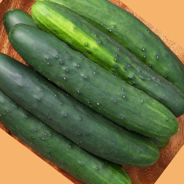 Marketmore 80 Cucumber Seed