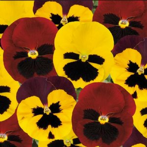 Matrix Autumn Blaze Mix Pansy Seed