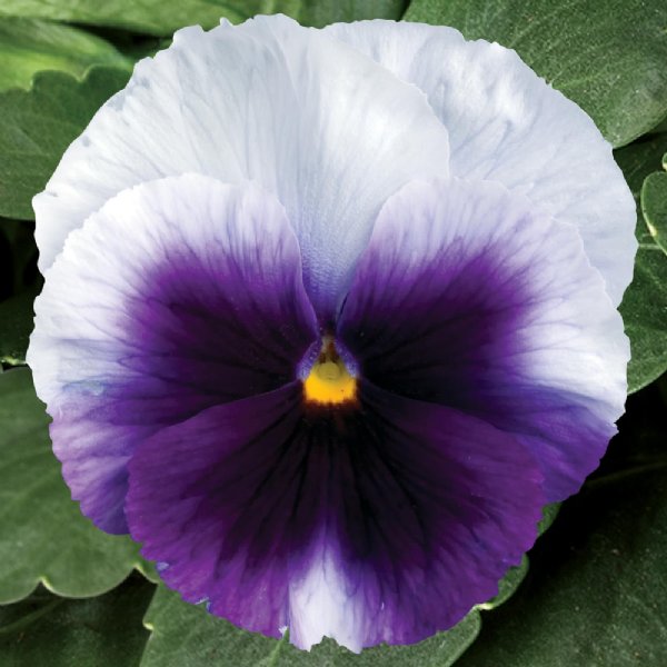 Matrix Beaconfield Pansy Seed