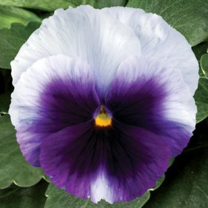 Matrix Beaconfield Pansy Seed