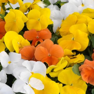 Matrix Citrus Mix Pansy Seed