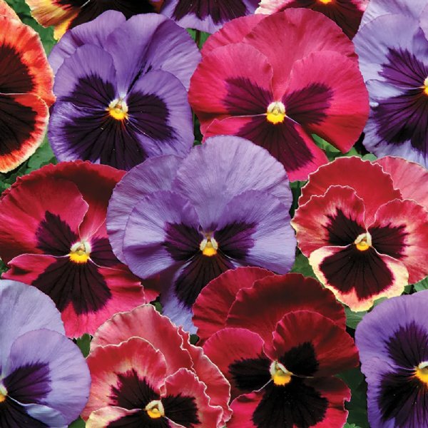 Matrix Coastal Sunrise Mix Pansy Seed