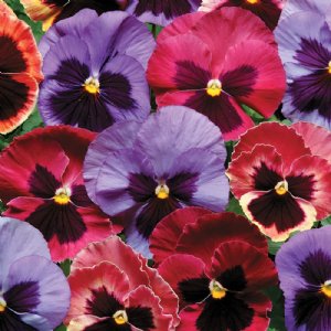 Matrix Coastal Sunrise Mix Pansy Seed