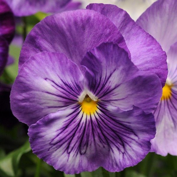 Matrix Lavender Shades Pansy Seed