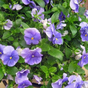 Matrix Light Blue Pansy Seed