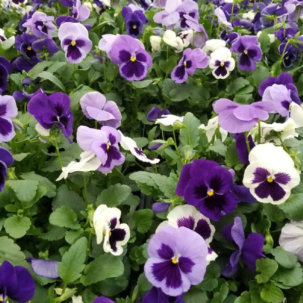 Matrix Ocean Breeze Mix Pansy Seed