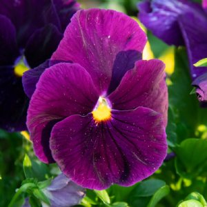 Matrix Purple Pansy Seed