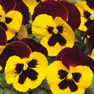 Matrix Red Wing Pansy Seed