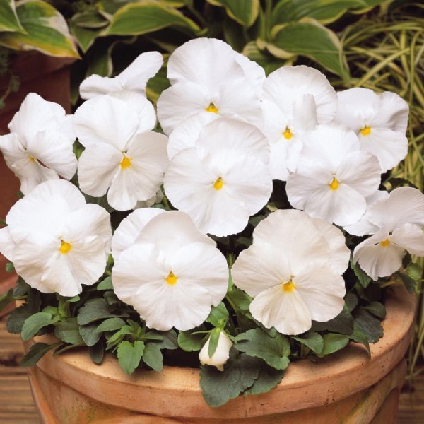 Matrix White Pansy Seed