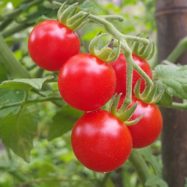 Matt's Wild Cherry Tomato Seeds