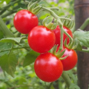 Matt's Wild Cherry Tomato Seeds