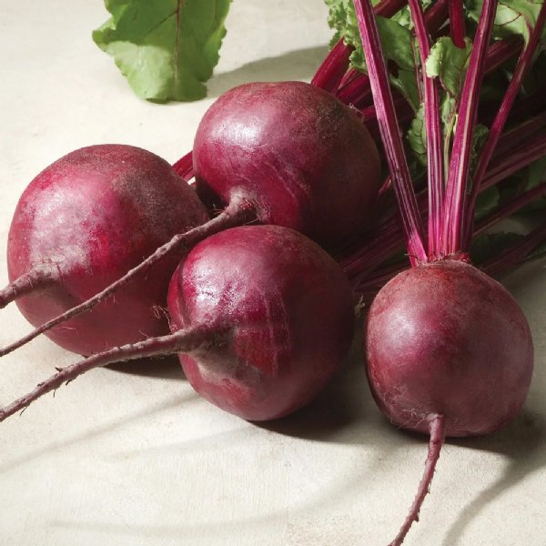 Merlin Beet Seed