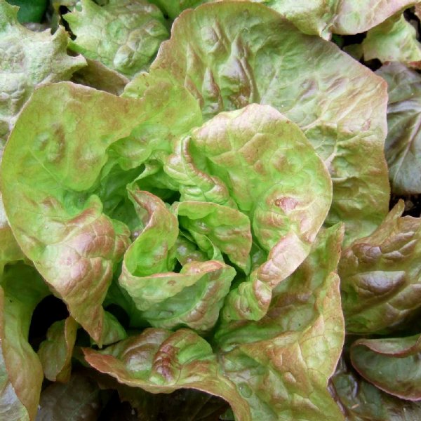 Merveille de Four Seasons  Lettuce Seed