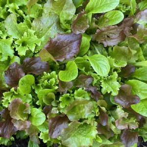 Mesclun Mix Lettuce Seed