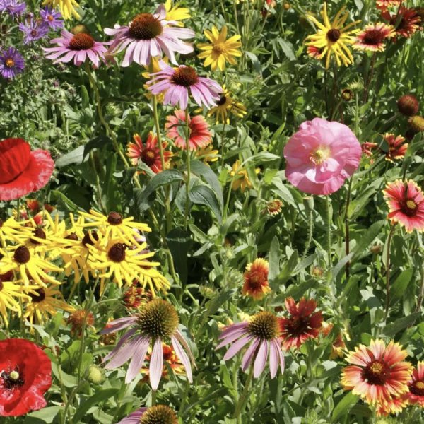 Midwestern Wildflower Mix Seed