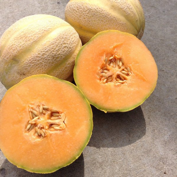 Milan Cantaloupe Seeds