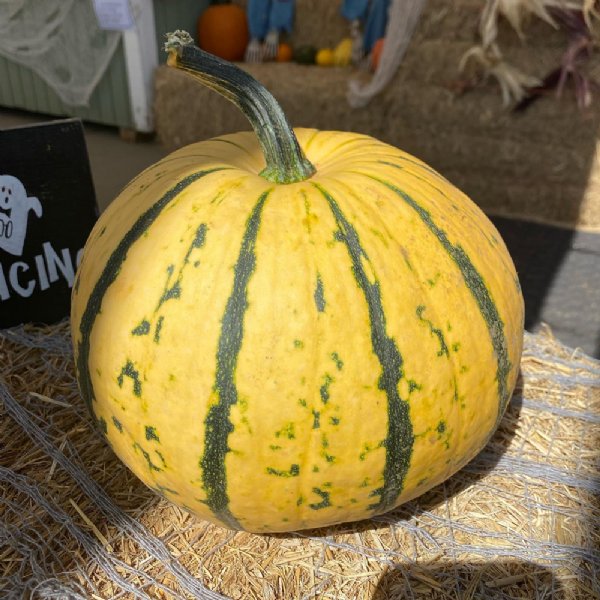 Millionaire F1 Pumpkin Seed