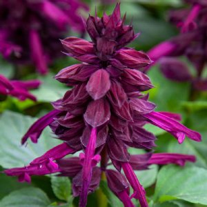 Mojave Purple Salvia Seed