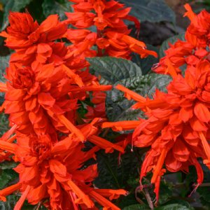 Mojave Red Salvia Seed