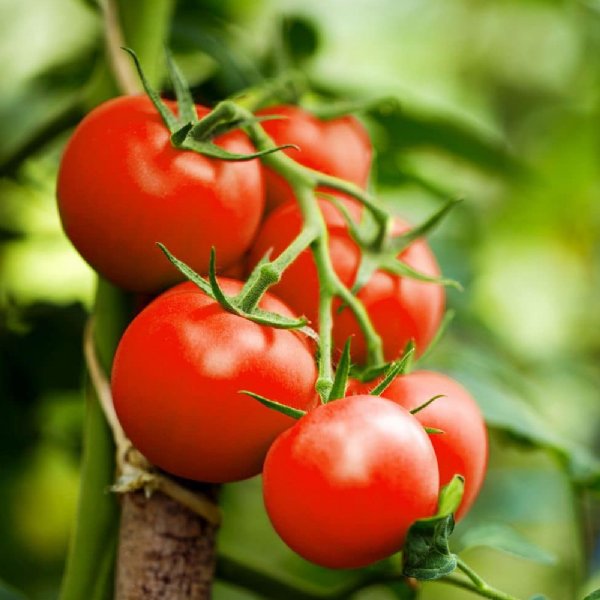 Moneymaker Tomato Seeds