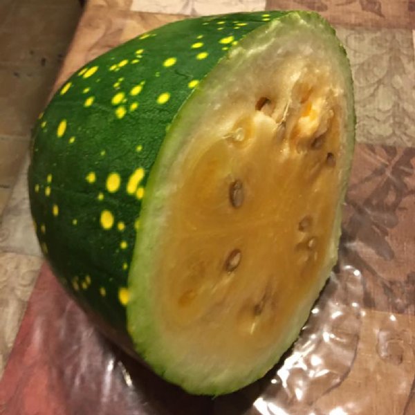 Moon And Stars Yellow Watermelon Seed