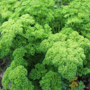 Moss Curled Parsley Seed