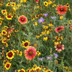 Mountain Wildflower Mix Seed