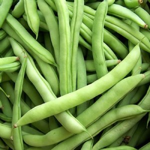 Mountain Half Runner Bean Seed