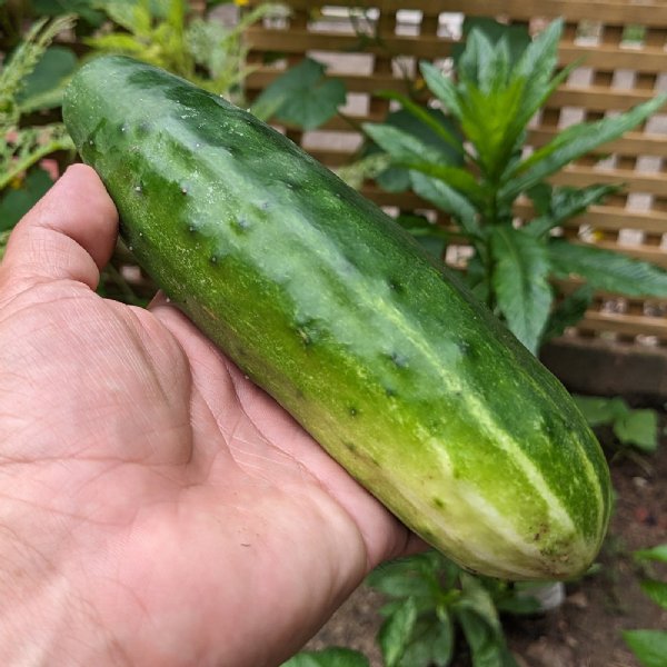 Muncher Cucumber Seed