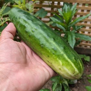 Muncher Cucumber Seed