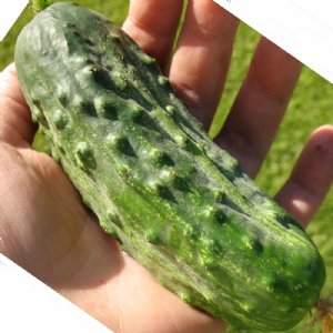 National Pickling Cucumber Seed