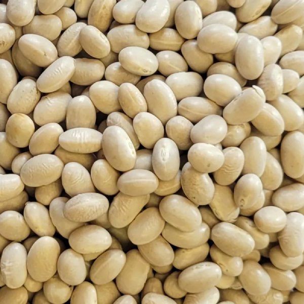 Navy Fleetwood Soup Bean Seed