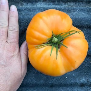 Nebraska Wedding Tomato Seeds