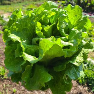 Nevada Lettuce Seed