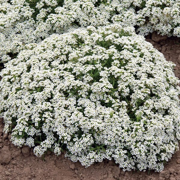 New Carpet of Snow Alyssum Seed