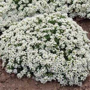 New Carpet of Snow Alyssum Seed