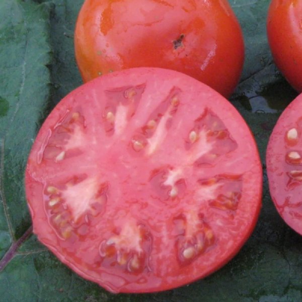 New Yorker Tomato Seeds