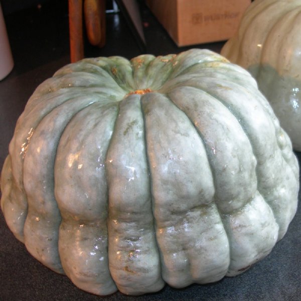 New Zealand Blue Squash Seed